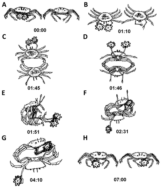 Illustration of a crab fight (Image: Yisrael Schnytzer et al)